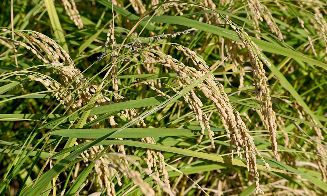 Growing organic rice
